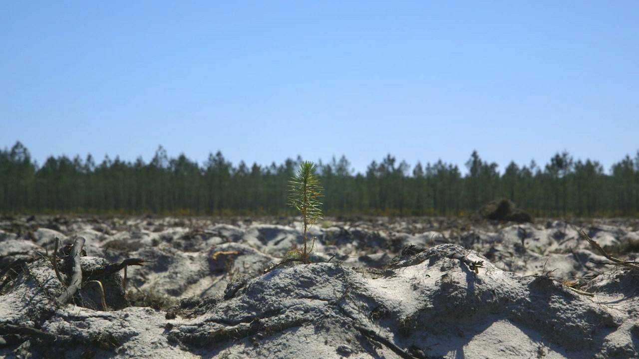 Film documentaire « Le temps des Forêts », réalisé par François-Xavier Drouet