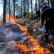 Effet du feu sur les arbres - PEF