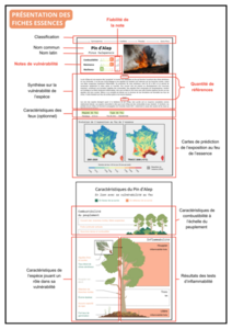 Présentation des fiches essences Présentation des fiches essences