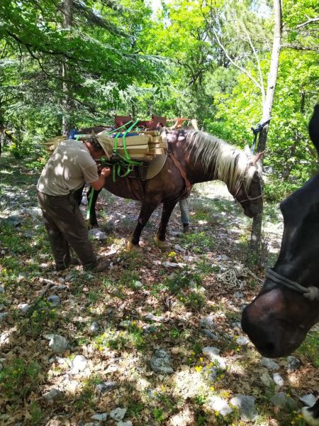 MulesAndHorses