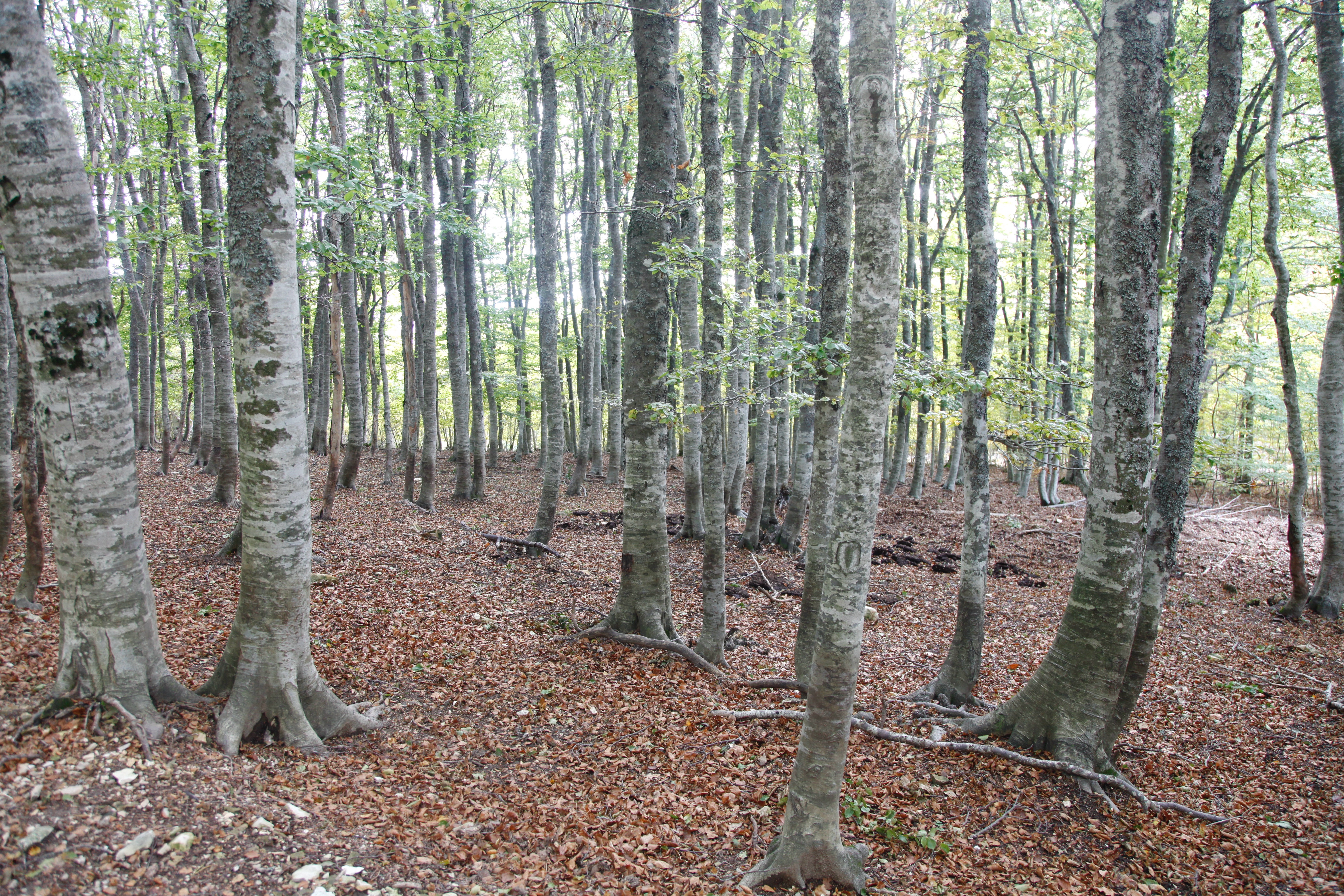 Variation phénotypique intra- et inter-population de la vigueur et la de la sensibilité au stress hydrique en termes de croissance chez cinq espèces d'arbres tempérées